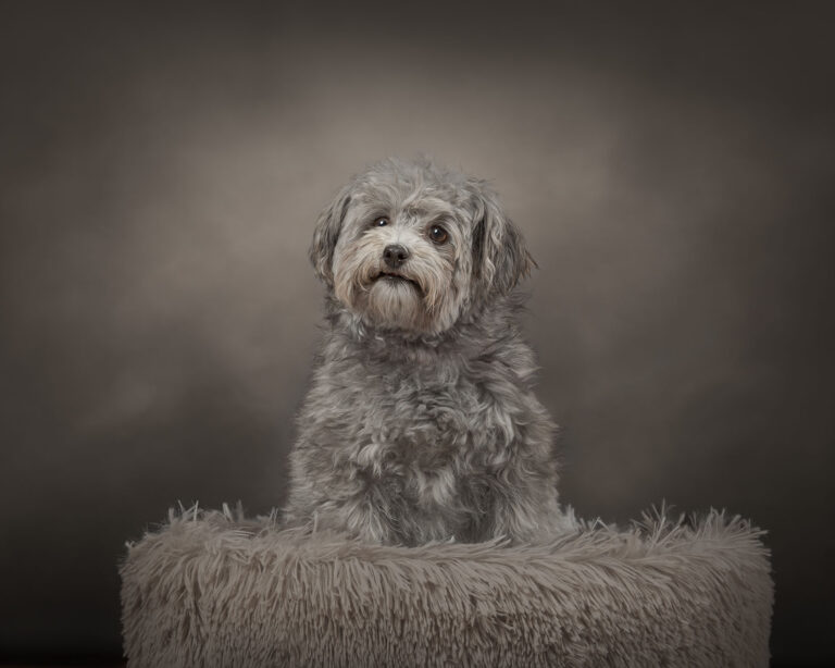 Devoted Companion 2 copy 768x614