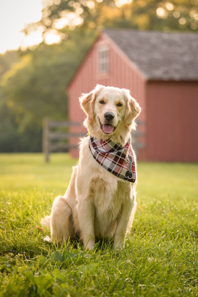 Trimborn Farm Golden Retriever Red Barn 768x1152